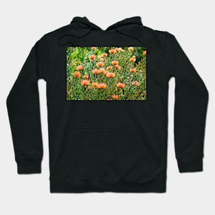 Lavender Farms Study 44 Hoodie